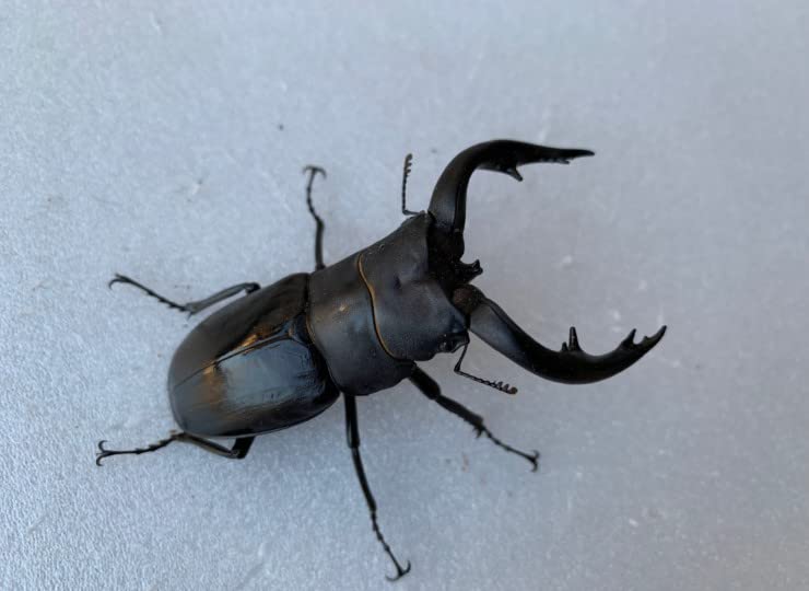 アマミノコギリ（鹿児島県奄美市笠利） 新成虫 ペア ♂72.8㎜【右顎